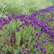 lavanda vera lavance 240x240